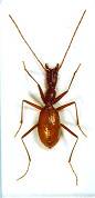 Aphaenops vandeli