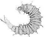 Desmocolex aquaedulcis