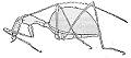 Leptodirus hohenwarti