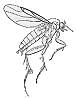 Triphleba aptina